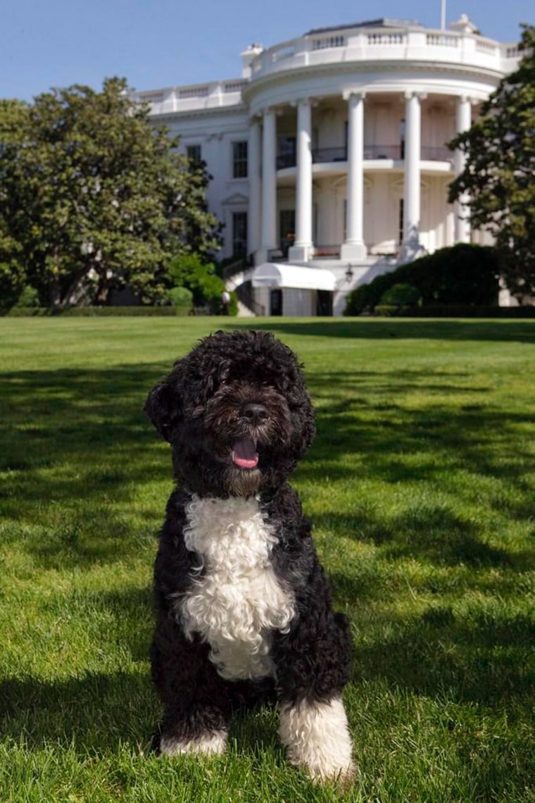 Image: An official portrait of the Obama family dog \"Bo\"